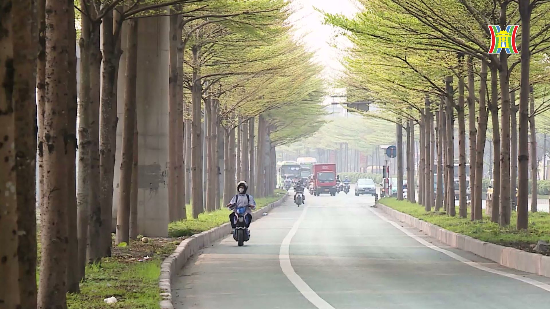 Cây bàng thay lá trên phố